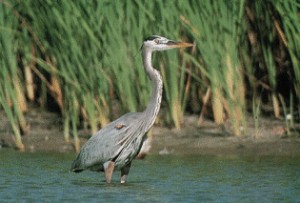 The great blue heron is among the biological resources that benefit from good floodplain management.