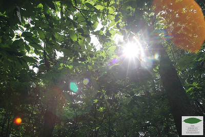 Sun shining through a canopy of hybrid American chestnut trees, photo courtesy of The American Chestnut Foundation
