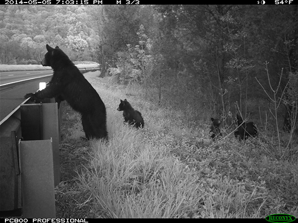 Bears contemplating crossing a highway