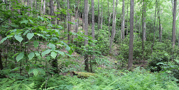 Chestnut Ridge Natural Area Preserve