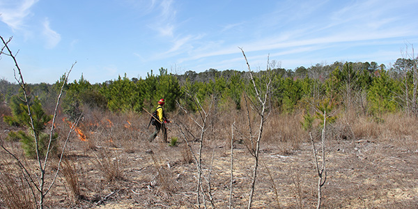 Cypress Bridge Swamp Natural Area Preserve prescribed burn.
