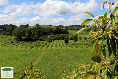 Orchard of small hybrid trees at Meadowview Research Farms, photo courtesy of The American Chestnut Foundation