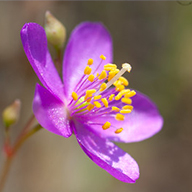 Piedmont Fameflower at Grassy Hill Natural Area Preserve