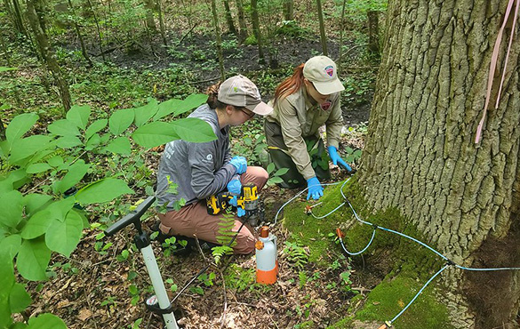 Edith Fields (left), a member of the Virginia State Parks AmeriCorps resource management crew, and Amanda Conrad, DOF forest health technician, treat green ash trees for emerald ash borer. 