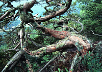 Photo of old cedar tree