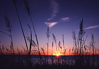 Photo of beach sunset and cordgrass