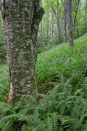 photo of high energy tidal river