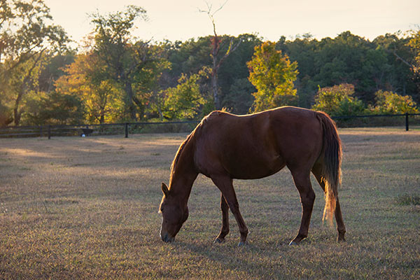 Horse at Waring Farm