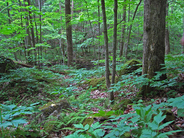 Mill Creek Springs Natural Area Preserve