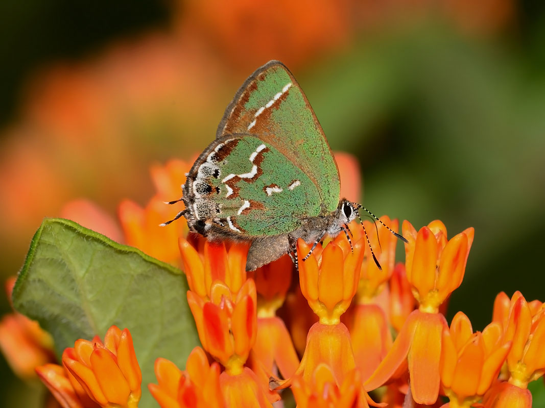 photo of butterfly on milkweed