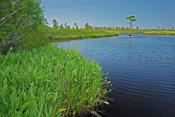 North Landing River Natural Area Preserve