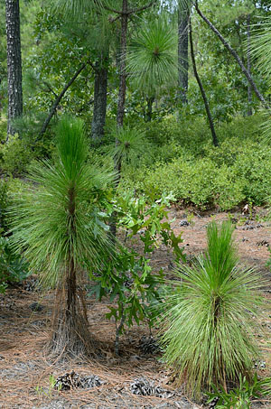Photo of candlestick longleaf pines at South Quay NAP