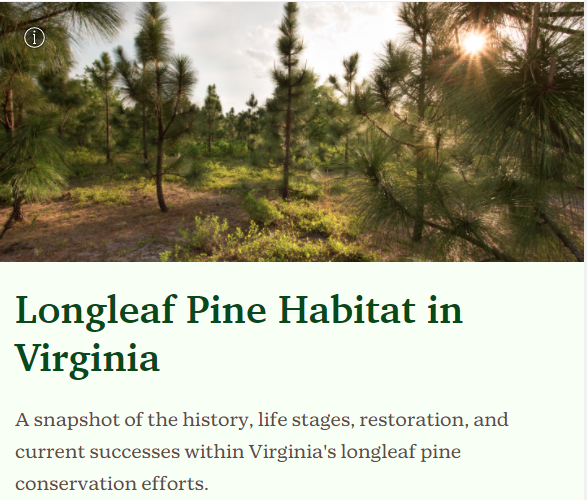 Long Leaf Pine Storymap photo