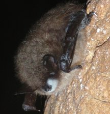myotis bat w/ white nose