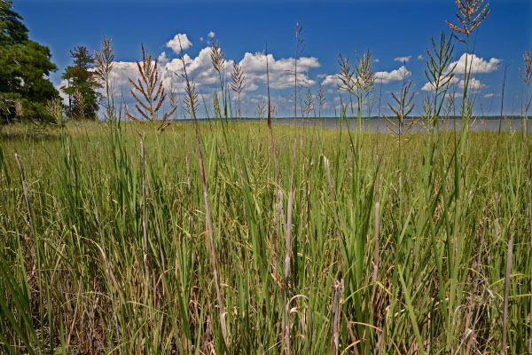 photo of tidal oligohaline marsh