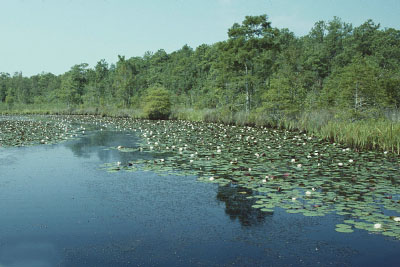 photo of Tidal Mesohaline/Polyhaline Marsh