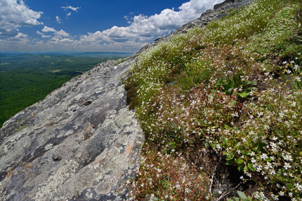 photo of high elevation outcrop barren