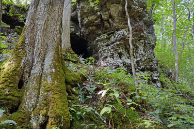photo of dry mesic calcareous forest