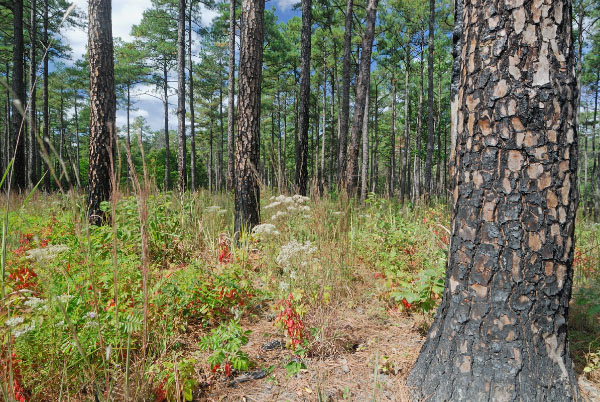 photo of loblolly pine savanna