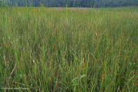 Tidal Oligohaline Marsh (Saltmeadow Cordgrass - Olney Threesquare Low Interior Marsh Type) – CEGL006612