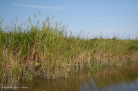 Tidal Oligohaline Marsh (Big Cordgrass Type) – CEGL004195
