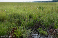 Tidal Oligohaline Marsh (Mixed Forbs Type) – CEGL006181
