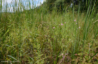 Tidal Oligohaline Marsh (Narrow-Leaf Cattail - Swamp Rose-Mallow Type) – CEGL004201