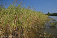 Tidal Oligohaline Marsh (Big Cordgrass Type) - CEGL004195