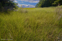 Tidal Oligohaline Marsh (Beaked Spikerush - Saltmeadow Cordgrass Estuarine Fringe Type) - CEGL006611