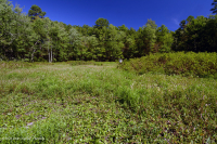 Central Appalachian Mountain Pond (Buttonbush - Threeway Sedge Type) – CEGL003746