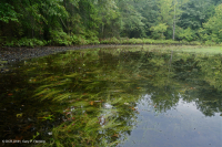 Shenandoah Valley Sinkhole Pond (Typic Type) – CEGL007858