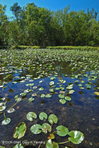 Central Appalachian Mountain Pond (Buttonbush - Threeway Sedge Type) – CEGL003746