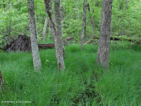 Central Appalachian Depression Forest (Low-Elevation Type)