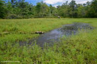 Central Appalachian Mountain Pond (Water Sedge Type) – CEGL008542