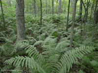 Central Appalachian Depression Forest (High-Elevation Type) – CEGL006132