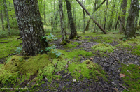 Central Appalachian Depression Forest (High-Elevation Type) – CEGL006132