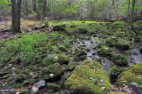 Central Appalachian Woodland Seep – CEGL006258