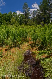 Central Appalachian Pitch Pine Bog – CEGL007056