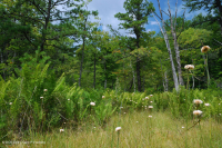 Central Appalachian Pitch Pine Bog – CEGL007056