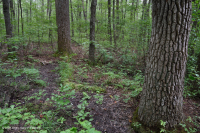 Coastal Plain Depression Swamp (Willow Oak - Red Maple - Sweetgum Type) – CEGL006110
