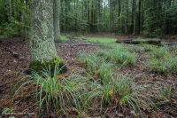 Coastal Plain Depression Swamp (Willow Oak - Red Maple - Sweetgum Type) – CEGL006110