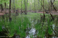 Coastal Plain Seasonal Pond (Swamp Tupelo - Overcup Oak Type) – CEGL006223