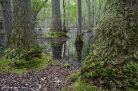 Coastal Plain Seasonal Pond (Swamp Tupelo - Overcup Oak Type) – CEGL006223