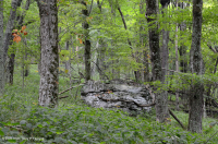 Southern Appalachian High-Elevation Rich Cove Forest – CEGL004973