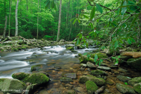 Southern Appalachian Acidic Cove Forest – CEGL007543