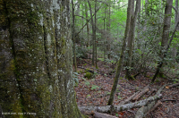 Cumberland Mountain Acidic Cove Forest – CEGL008407