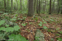 Central Appalachian Acidic Cove Forest (White Pine - Hemlock - Mixed Hardwoods Type) – CEGL006304