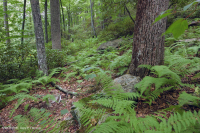 Central Appalachian Acidic Cove Forest (Hemlock - Chestnut Oak Type) – CEGL008512