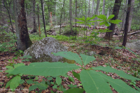 Central Appalachian Acidic Cove Forest (Hemlock - Chestnut Oak Type) – CEGL008512