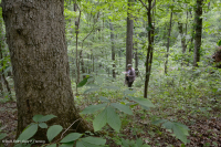 Piedmont Acidic Oak - Hickory Forest – CEGL008475